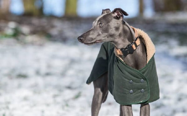 As 15 melhores raças de cães para idosos melhores-racas-caes-para-idosos-whippet