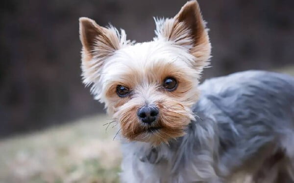 As 15 melhores raças de cães para idosos melhores-racas-caes-para-idosos-yorkshire-terrier