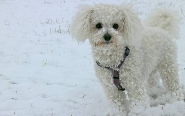 As 15 melhores raças de cães para idosos melhores-racas-caes-para-idosos-bichon-frise