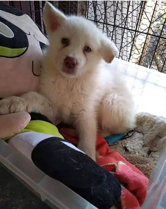 Menino entrega cachorro em abrigo para salvá-lo e prometeu voltar quando crescer menino-entrega-cachorro-em-abrigo-para-salva-lo
