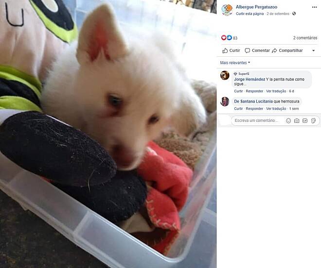 Menino entrega cachorro em abrigo para salvá-lo e prometeu voltar quando crescer menino-entrega-cachorro-em-abrigo-para-salva-lo