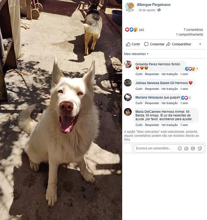 Menino entrega cachorro em abrigo para salvá-lo e prometeu voltar quando crescer menino-entrega-cachorro-em-abrigo-para-salva-lo