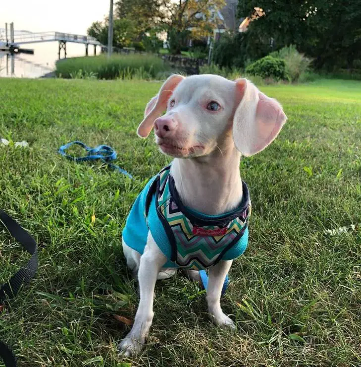 Piglet, um cachorrinho com aparência de porco, surdo, cego e rosado é resgatado e fica famoso