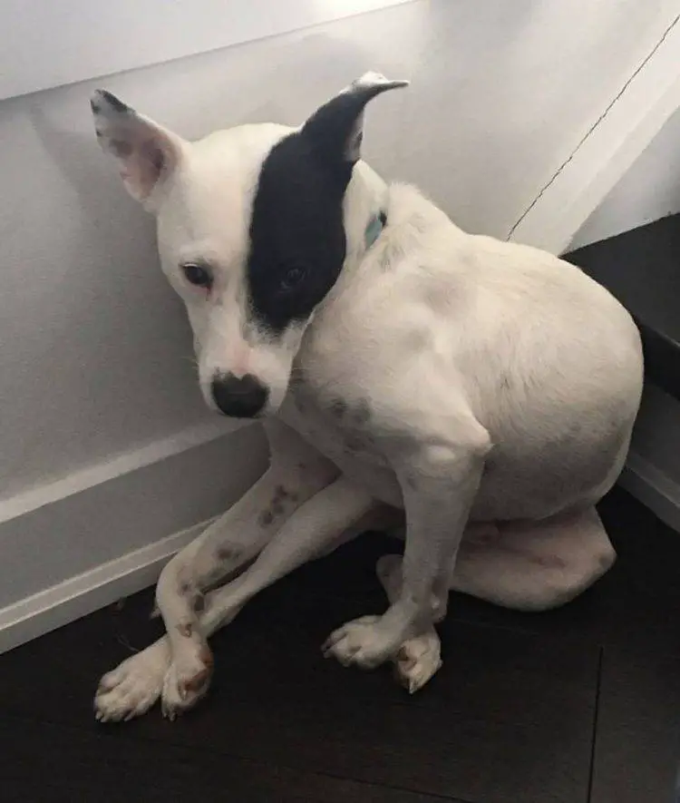 Mulher com medo de cães adota cão com medo de humanos Mulher com medo de cães adota cão com medo de humanos