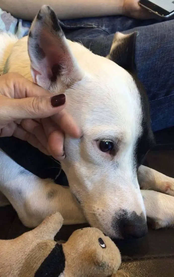 Mulher com medo de cães adota cão com medo de humanos Mulher com medo de cães adota cão com medo de humanos