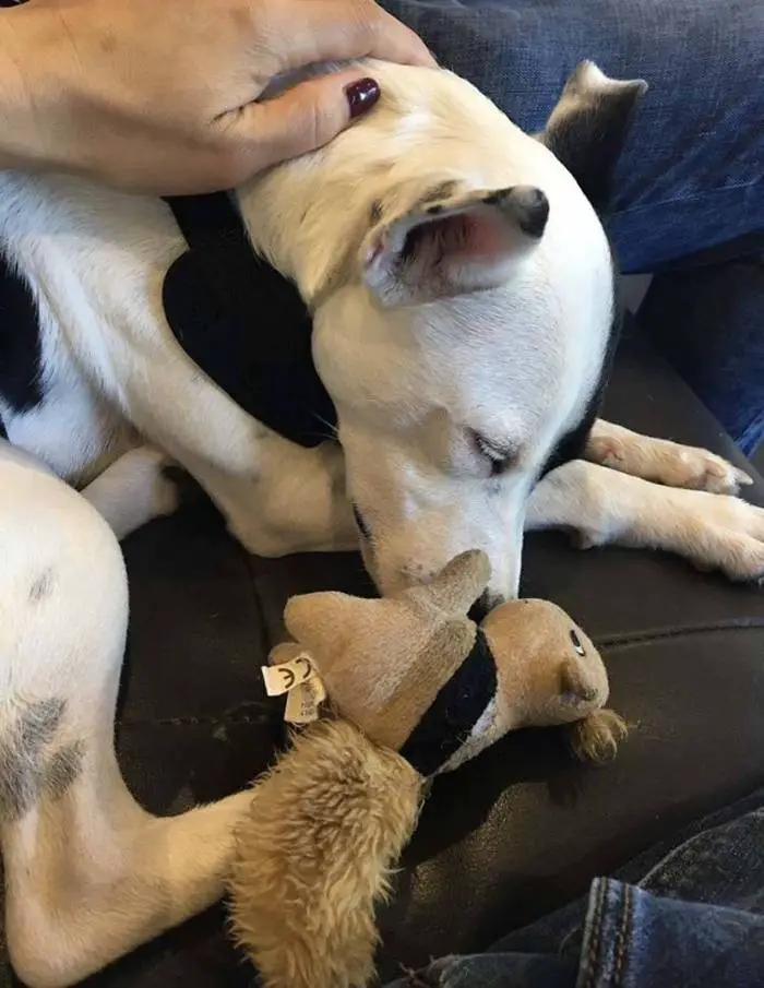 Mulher com medo de cães adota cão com medo de humanos Mulher com medo de cães adota cão com medo de humanos