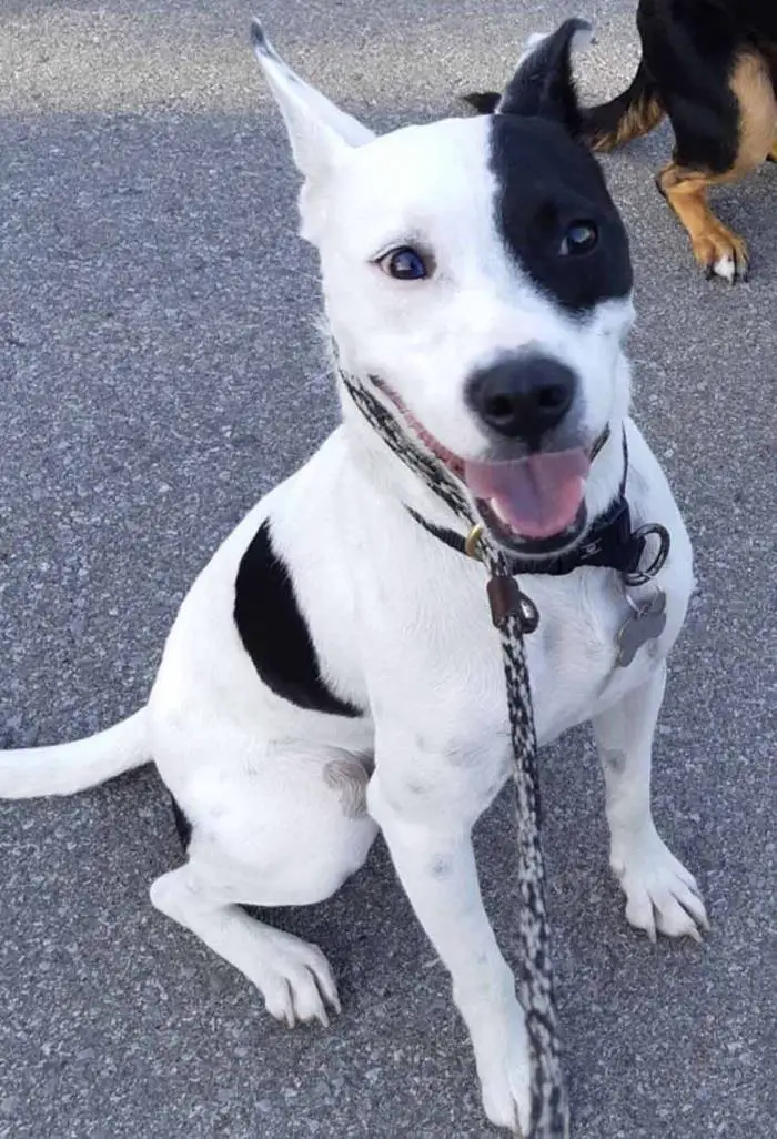 Mulher com medo de cães adota cão com medo de humanos Mulher com medo de cães adota cão com medo de humanos
