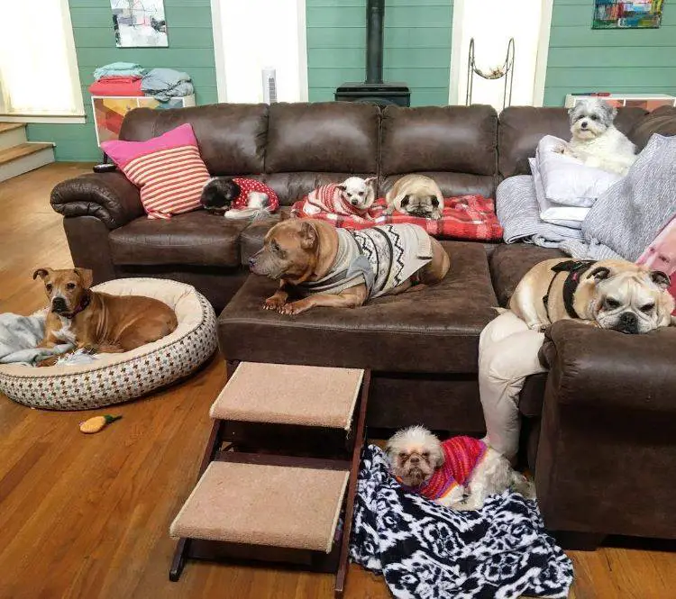 Na ausência do tutor, cachorro se aninha em um manequim na-ausencia-do-tutor-cachorro-se-aninha-em-um-manequim