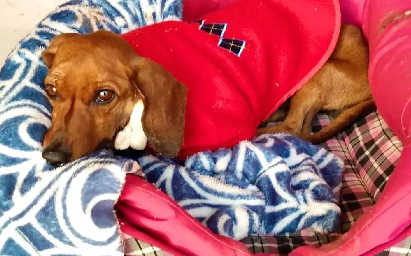 ONG faz campanha para recuperar cão enterrado vivo ong-faz-campanha-para-recuperar-cao-enterrado-vivo