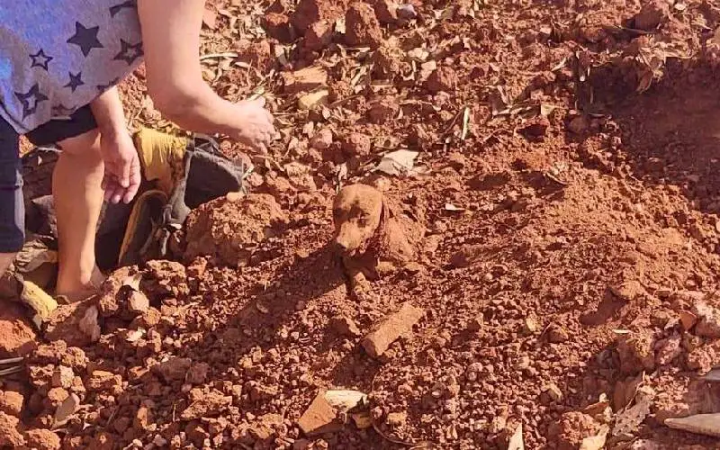 ONG faz campanha para recuperar cão enterrado vivo ong-faz-campanha-para-recuperar-cao-enterrado-vivo