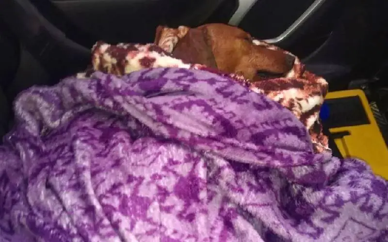 ONG faz campanha para recuperar cão enterrado vivo ong-faz-campanha-para-recuperar-cao-enterrado-vivo