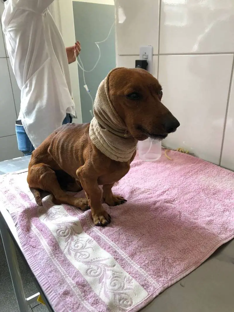 ONG faz campanha para recuperar cão enterrado vivo ong-faz-campanha-para-recuperar-cao-enterrado-vivo