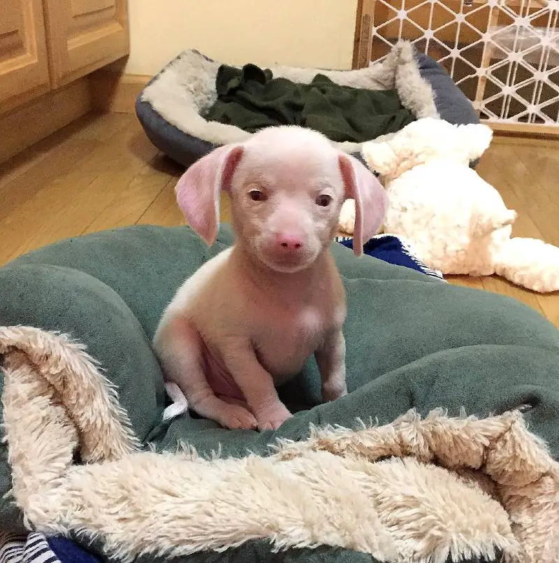 Piglet, um cachorrinho com aparência de porco, surdo, cego e rosado é resgatado e fica famoso