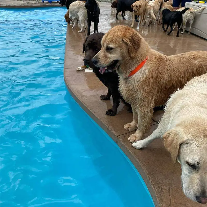 piscina-em-formato-de-osso-diversao-em-creche