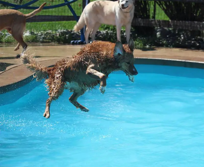 piscina-em-formato-de-osso-diversao-em-creche