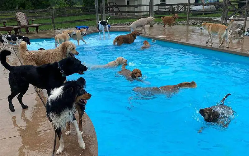 piscina-em-formato-de-osso-diversao-em-creche