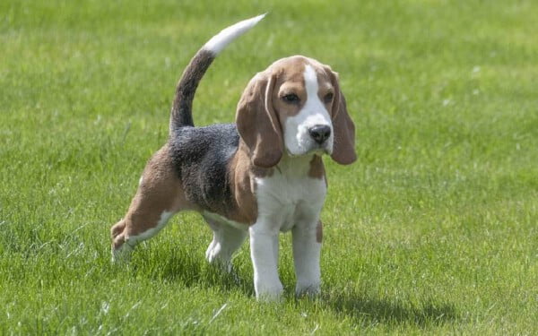 racas-de-caes-que-mais-gostam-de-abracar-beagle