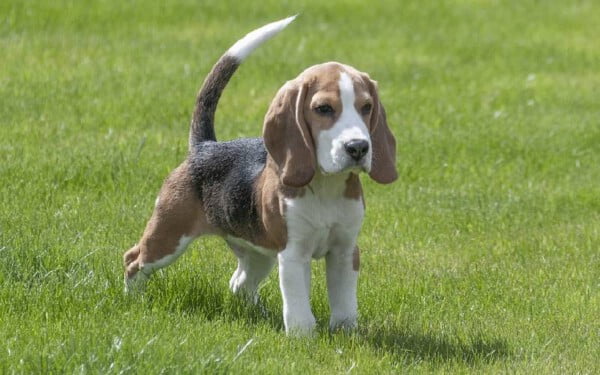 As 15 raças de cães que mais gostam de abraçar racas-de-caes-que-mais-gostam-de-abracar-beagle