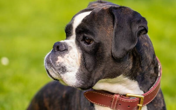 As 15 raças de cães que mais gostam de abraçar racas-de-caes-que-mais-gostam-de-abracar-boxer