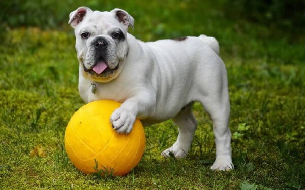 As 15 raças de cães que mais gostam de abraçar racas-de-caes-que-mais-gostam-de-abracar-buldogue-ingles