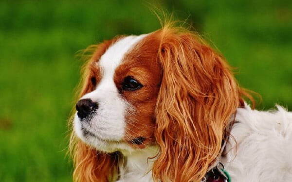 As 15 raças de cães que mais gostam de abraçar racas-de-caes-que-mais-gostam-de-abracar-cavalier-king-charles
