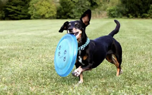 As 15 raças de cães que mais gostam de abraçar racas-de-caes-que-mais-gostam-de-abracar-dachshund