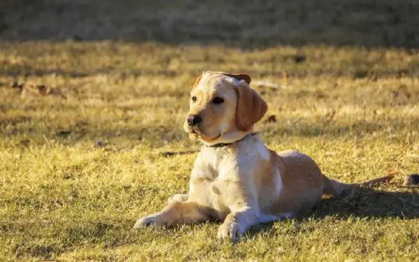 As 15 raças de cães que mais gostam de abraçar racas-de-caes-que-mais-gostam-de-abracar-golden-retriever