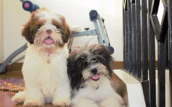 As 15 raças de cães que mais gostam de abraçar racas-de-caes-que-mais-gostam-de-abracar-lhasa-apso