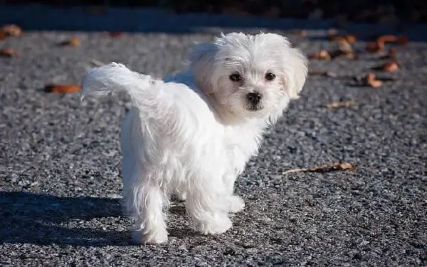 As 15 raças de cães que mais gostam de abraçar racas-de-caes-que-mais-gostam-de-abracar-maltes