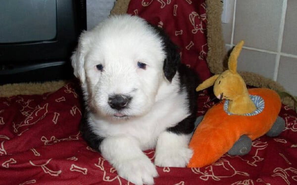 As 15 raças de cães que mais gostam de abraçar racas-de-caes-que-mais-gostam-de-abracar-old-english-sheepdog