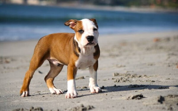 As 15 raças de cães que mais gostam de abraçar racas-de-caes-que-mais-gostam-de-abracar-pitbull