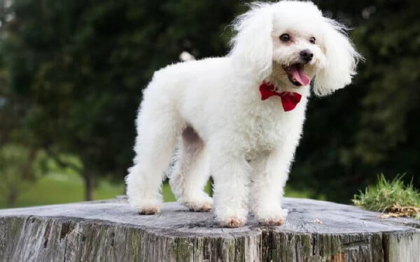 As 15 raças de cães que mais gostam de abraçar racas-de-caes-que-mais-gostam-de-abracar-poodle
