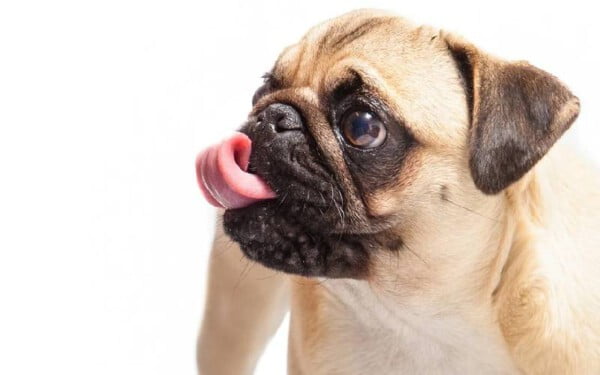 As 15 raças de cães que mais gostam de abraçar racas-de-caes-que-mais-gostam-de-abracar-pug