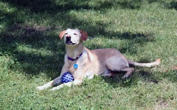 As 15 raças de cães que mais gostam de abraçar racas-de-caes-que-mais-gostam-de-abracar-retriever-do-labrador