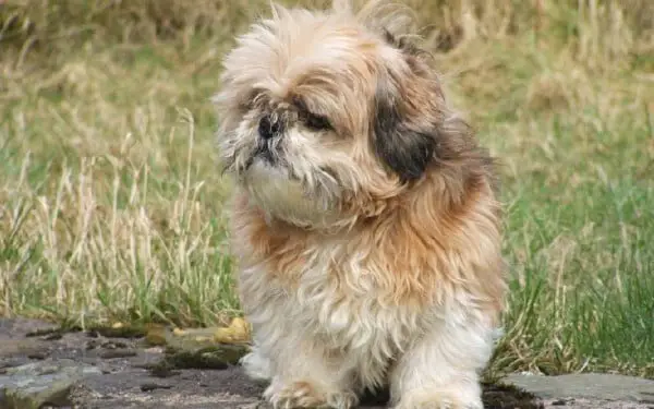 As 15 raças de cães que mais gostam de abraçar racas-de-caes-que-mais-gostam-de-abracar-shih-tzu