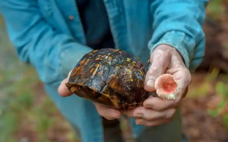 Seis super cães estão sendo utilizados para salvar tartarugas em extinção seis-caes-superpoderosos-salvam-tartarugas