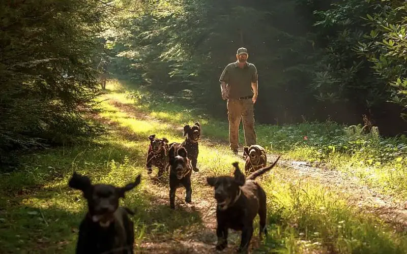 Seis super cães estão sendo utilizados para salvar tartarugas em extinção seis-caes-superpoderosos-salvam-tartarugas