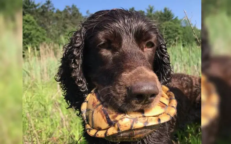 Seis super cães estão sendo utilizados para salvar tartarugas em extinção seis-caes-superpoderosos-salvam-tartarugas