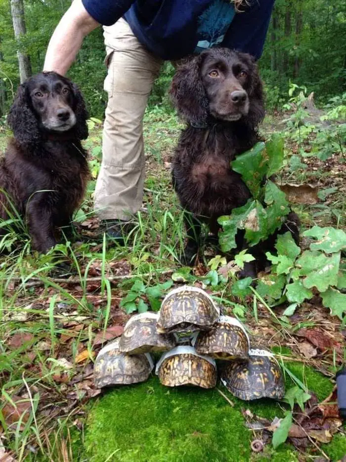 Seis super cães estão sendo utilizados para salvar tartarugas em extinção seis-caes-superpoderosos-salvam-tartarugas