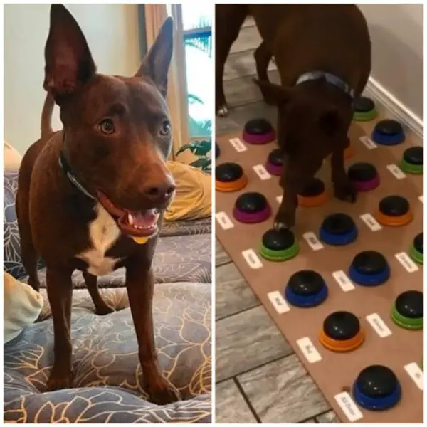 Cachorra aprende a falar com sua humana fonoaudióloga uma-cachorra-americana-aprendeu-a-falar