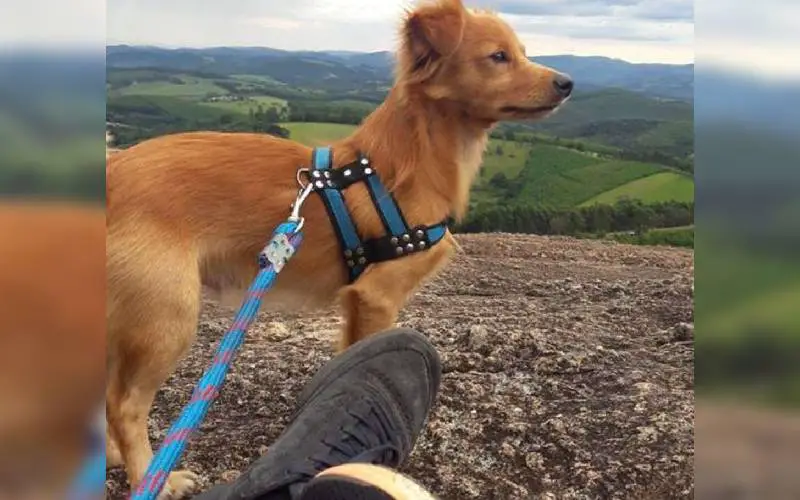 Idoso dizia que não queria saber de cachorro, mas se rende aos encantos de um amigo peludo velho-mal-humorado-se-rende-e-adota-um-cachorro