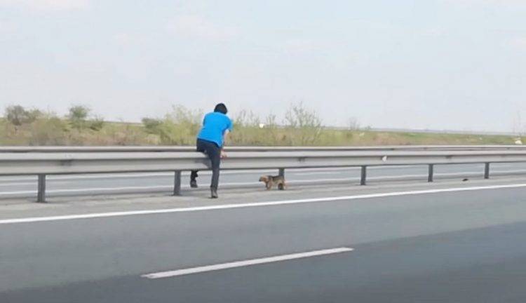 Veterinário arrisca a própria vida para salvar a vida de um cachorro abandonado na estrada veterinario-salva-a-vida-de-cachorro-abandonado