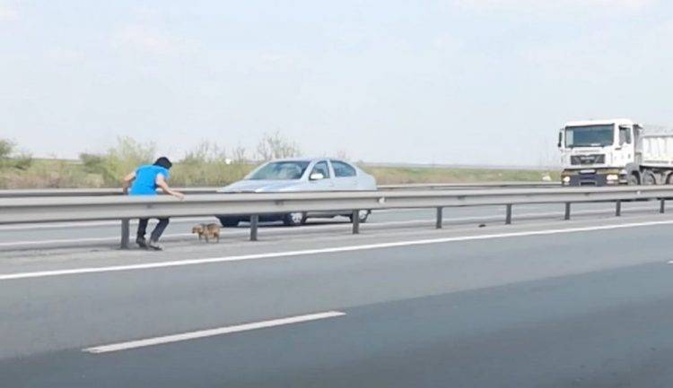Veterinário arrisca a própria vida para salvar a vida de um cachorro abandonado na estrada veterinario-salva-a-vida-de-cachorro-abandonado
