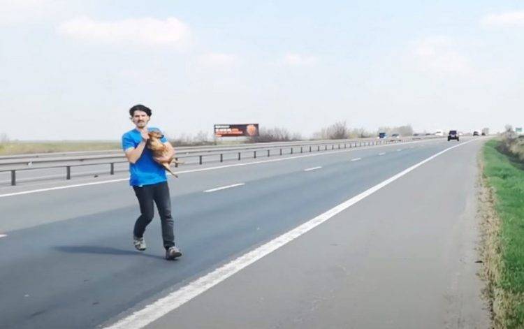 Veterinário arrisca a própria vida para salvar a vida de um cachorro abandonado na estrada veterinario-salva-a-vida-de-cachorro-abandonado