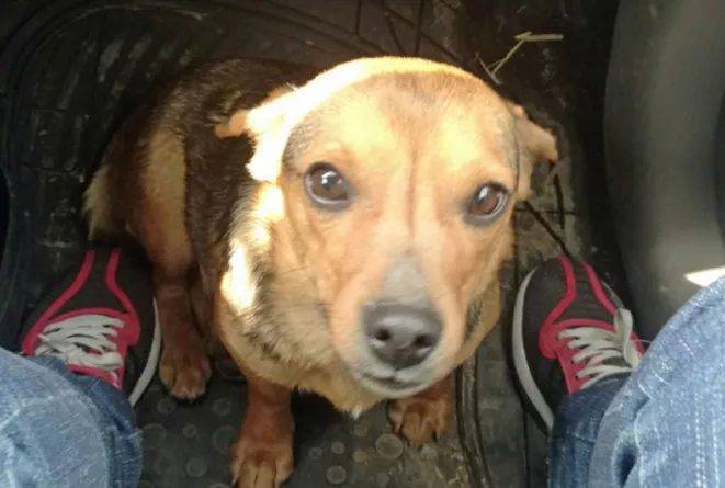 Veterinário arrisca a própria vida para salvar a vida de um cachorro abandonado na estrada veterinario-salva-a-vida-de-cachorro-abandonado