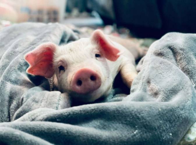 Cachorra com necessidades especiais e porquinha resgatada tornam-se melhores amigas cachorra-com-necessidades-especiais-faz-amizade-com-uma-porca