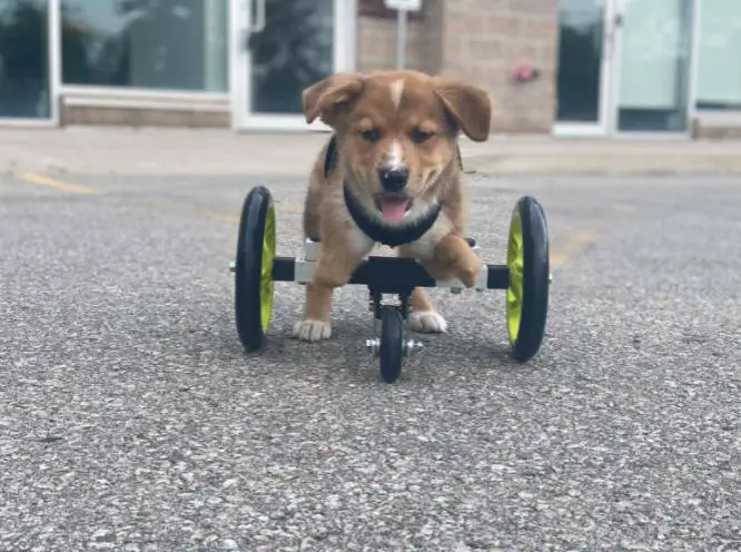 Cachorra com necessidades especiais e porquinha resgatada tornam-se melhores amigas cachorra-com-necessidades-especiais-faz-amizade-com-uma-porca