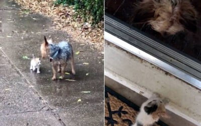 cachorra-encontra-gato-na-chuva-e-o-leva-para-casa