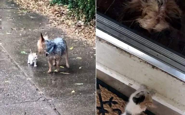[VÍDEO] Cachorrinha encontra gatinho na chuva e o leva para casa