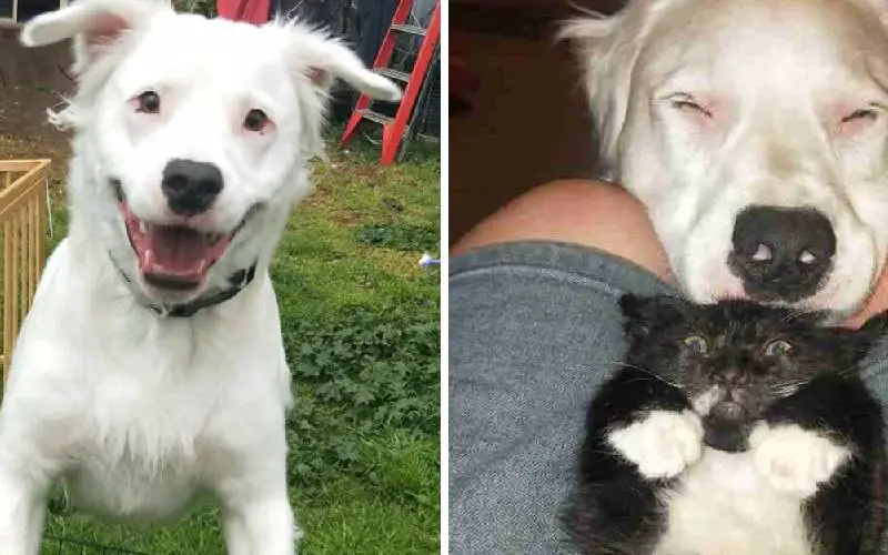 Cachorro cego e surdo conforta todos os animais que chegam ao abrigo cachorro-deficiente-recepciona-todos-os-animais-que-chegam-ao-abrigo